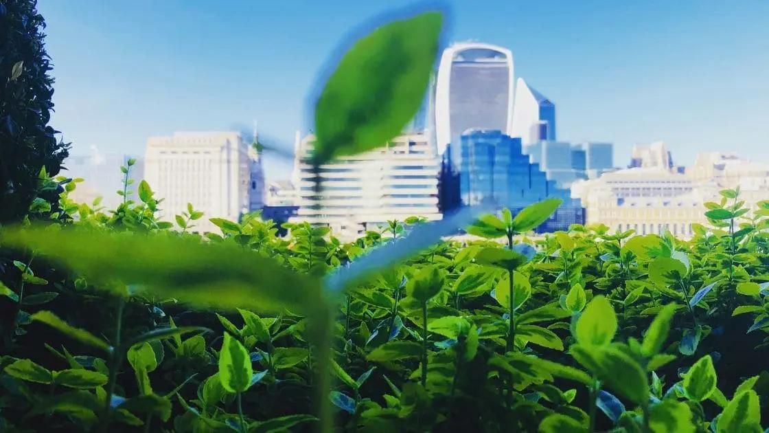 Green city